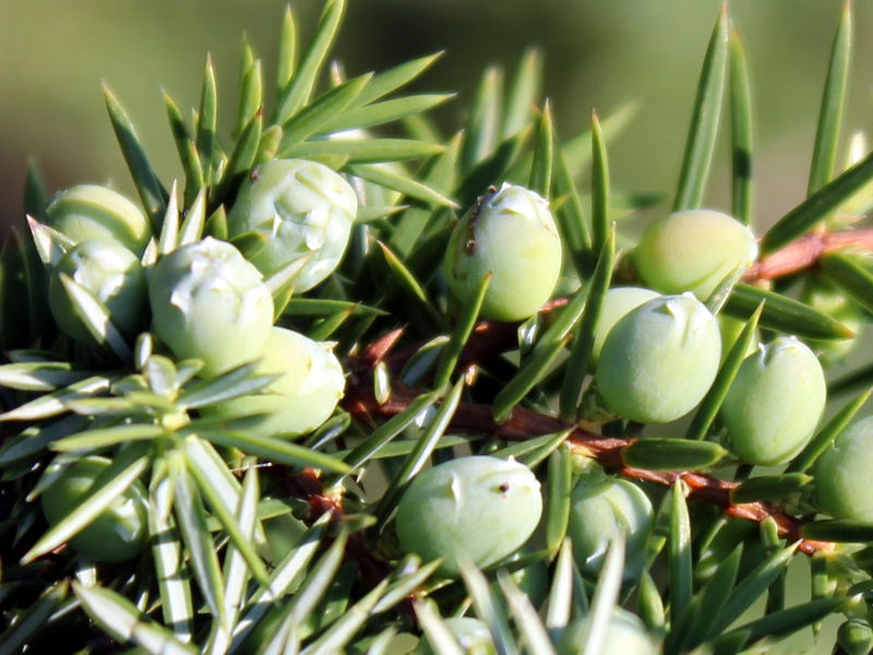 Datei:ESt Wachholder 6.jpg