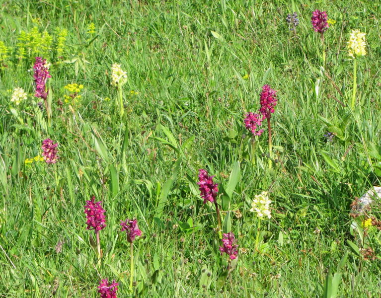 Datei:17 Orchideen am quadratmeter.jpg