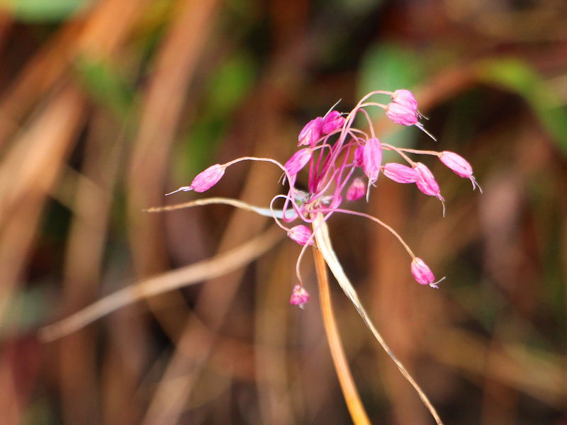 Datei:EST Allium Carinatum Blüte.JPG