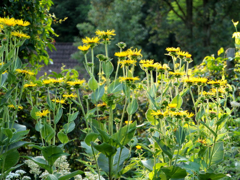 Datei:SG PG Alantblüten Abendsonne.JPG