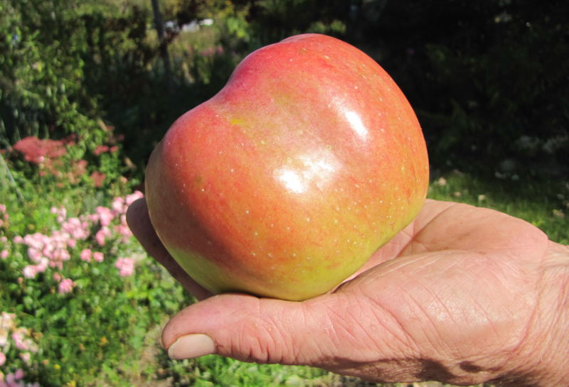 Datei:SG Apfelhand.jpg