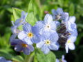 Vergißmeinnichtblüten1.jpg
