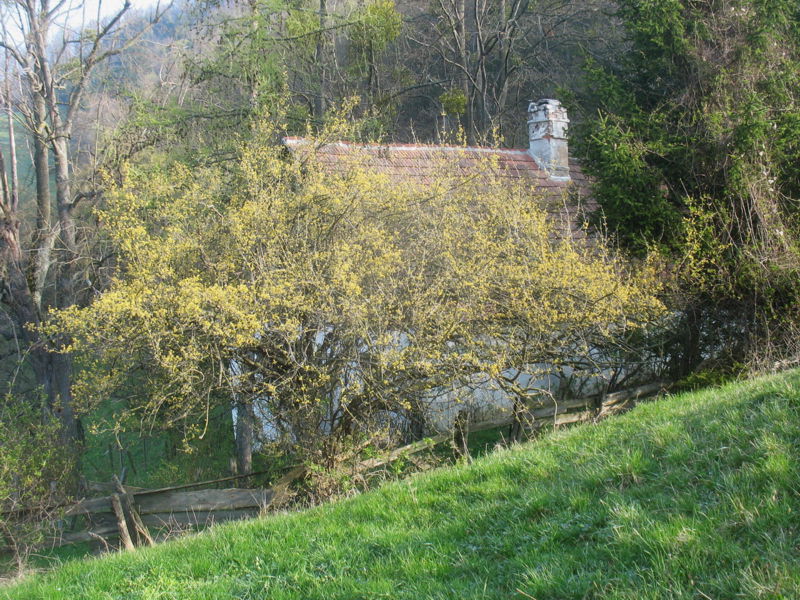 Datei:Banzhäusl Dirndlblüte.jpg