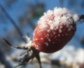 Hagebutte mit Rauhreif.JPG