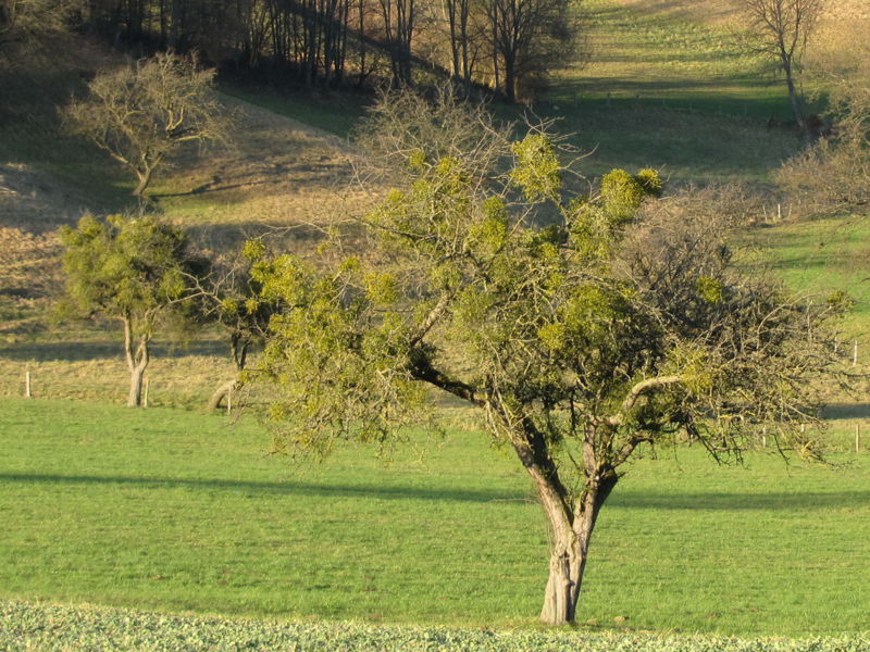 Datei:Mistelbaum HR Herbst.jpg
