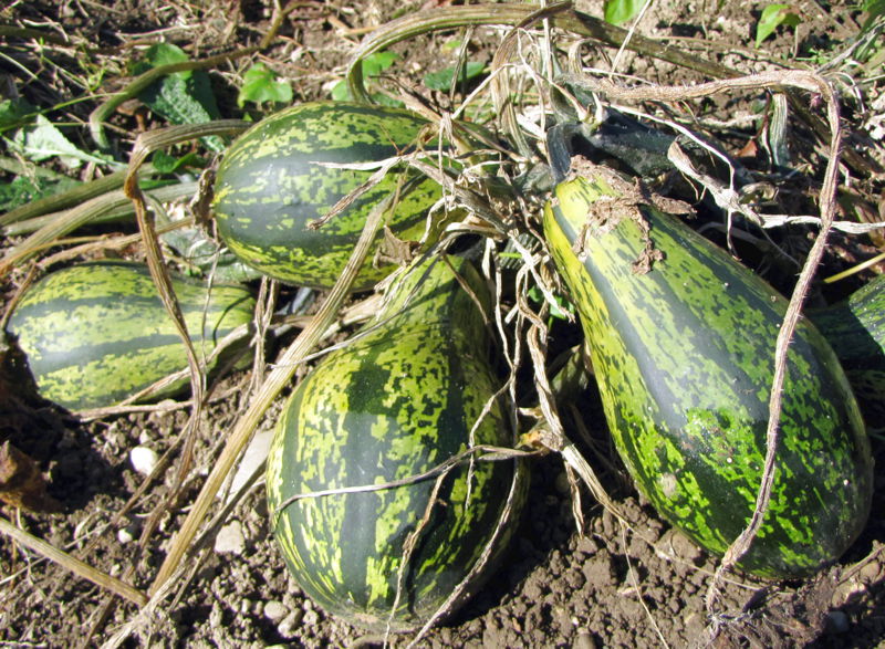 Datei:SG Kübisse grün.jpg