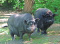 SH Minischweine .jpg
