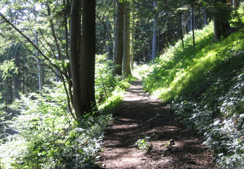 Datei:Eisenstein Waldweg bei Ötscherblick.jpg