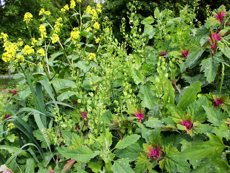 Datei:SG Wildrübe Ackerhellkraut Melde.jpg