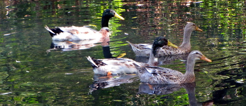 Datei:SG Schwimmenten.jpg