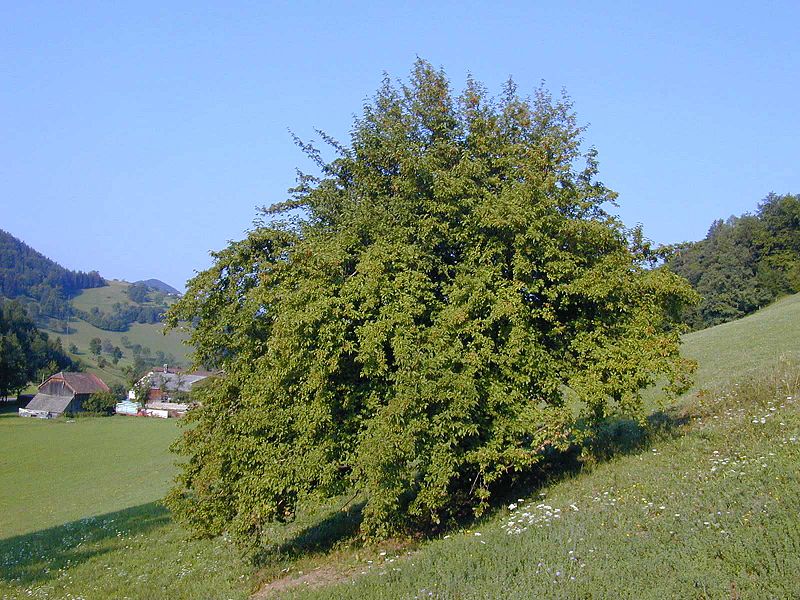 Datei:Dirndl im Sommer.JPG