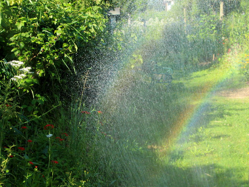 Datei:SG Regenbogen beim seltenen Giessen.jpg