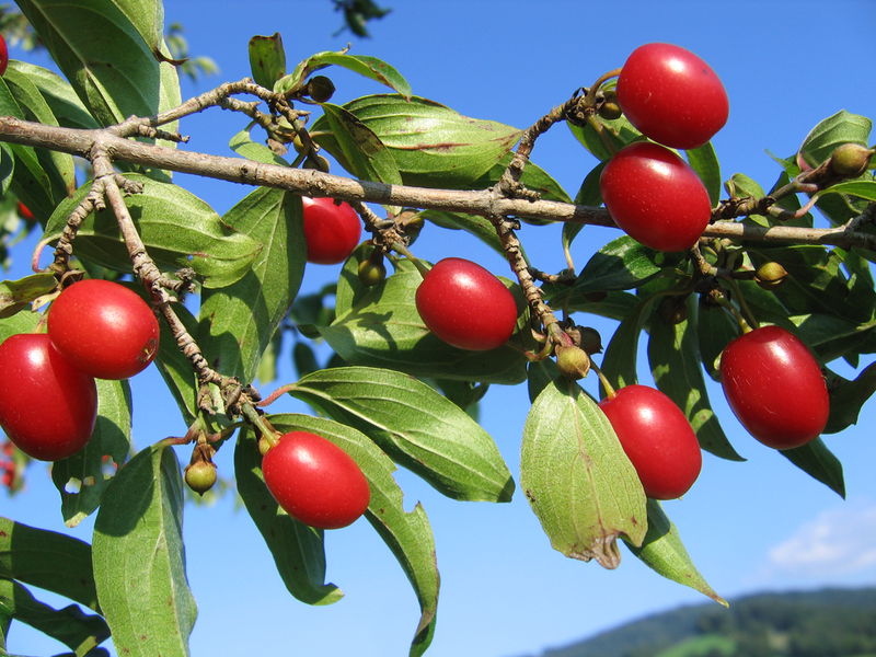 Datei:Dirndl rot 2.JPG