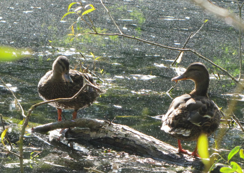 Datei:SG Teichenten.jpg