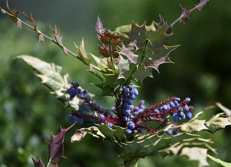 Datei:Schoissengeier Naturgarten.jpg