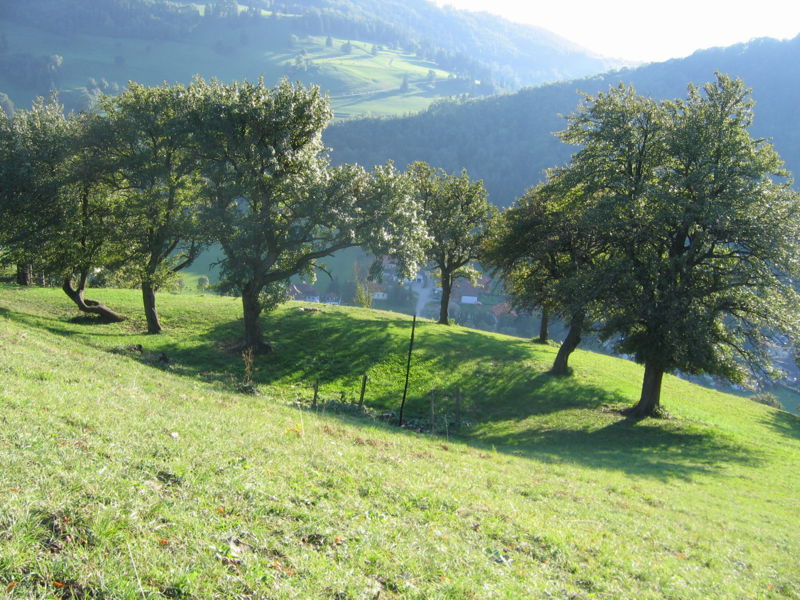 Datei:Streuobst Garten Unterzoegernitz.jpg