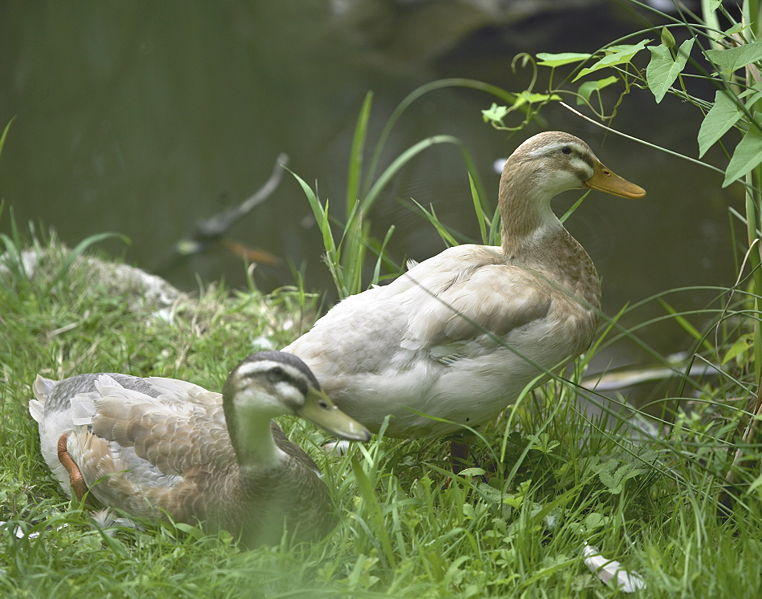 Datei:Laufenten im Garten.jpg