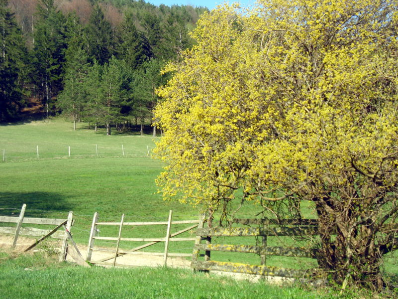 Datei:Dirndlstrauch in Blüte.jpg