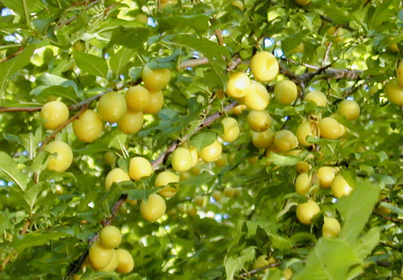 Datei:Kriecherl gelb.jpg