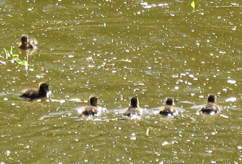 Datei:Entchen Schwimmschule.jpg