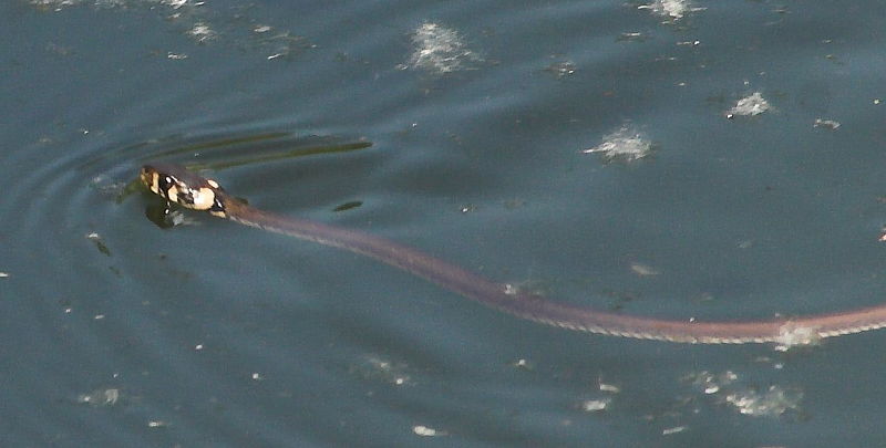 Datei:Wassernatter im Teich.jpg