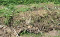 Komposthaufen.jpg