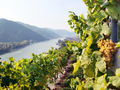 Wachauer Weingarten Donaublick.jpg