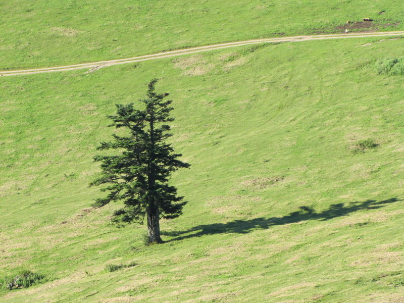 Datei:EST Solitärtanne in Alm.jpg