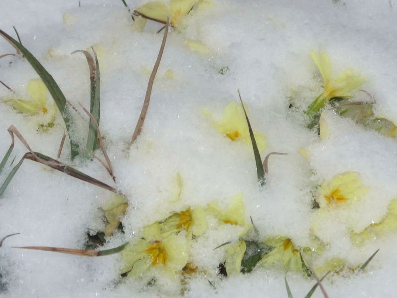 Datei:EST Frühingsboten Schnee2.jpg