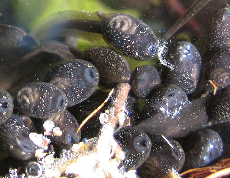 Datei:Kaulquappen Teich.jpg