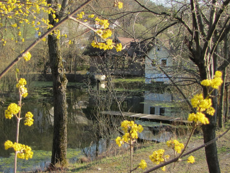 Datei:ST-DBlüte Teichbrücke.jpg
