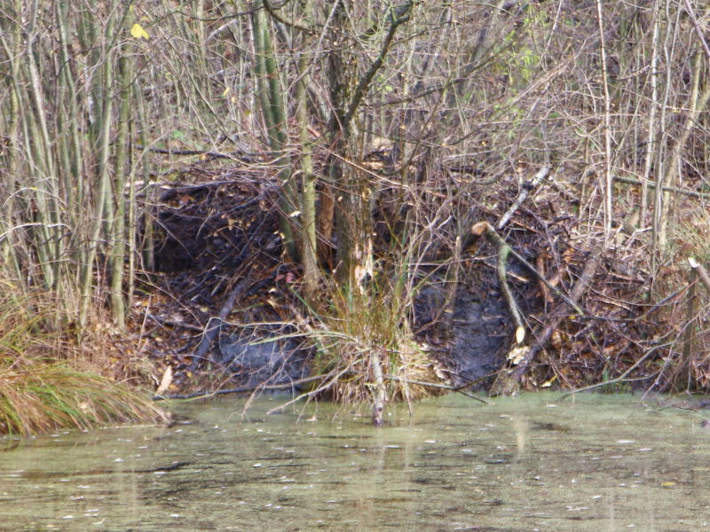 Datei:ST SG Biberbau2.jpg