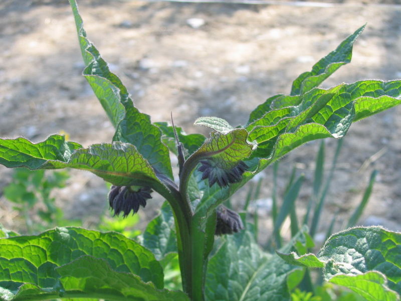 Datei:Beinwell mit Blüte1.jpg