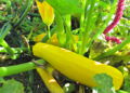Herbstliche Zucchini.jpg