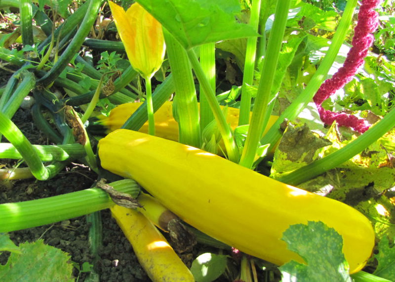 Datei:Herbstliche Zucchini.jpg