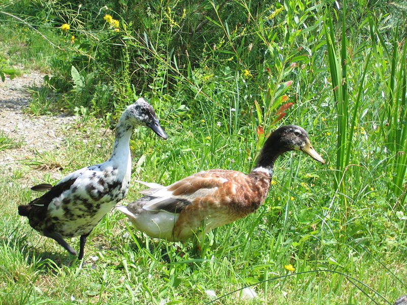 Datei:SH Enten.JPG