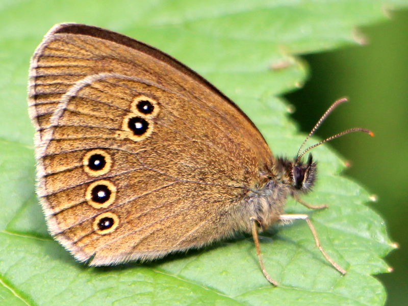 Datei:Großes Ochsenauge Maniola jurtina.JPG