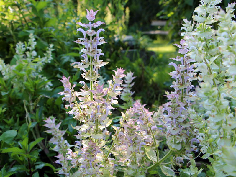 Datei:SG PG Muskatellersalbeiblüten.JPG