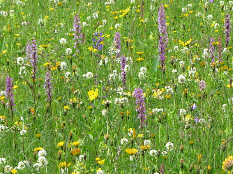 Datei:EST Loicheck Orchideen.JPG