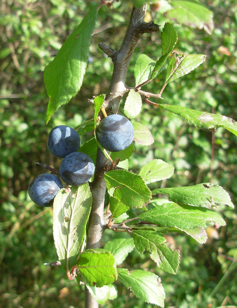 Datei:Prunus spinosa 060921 05.jpg