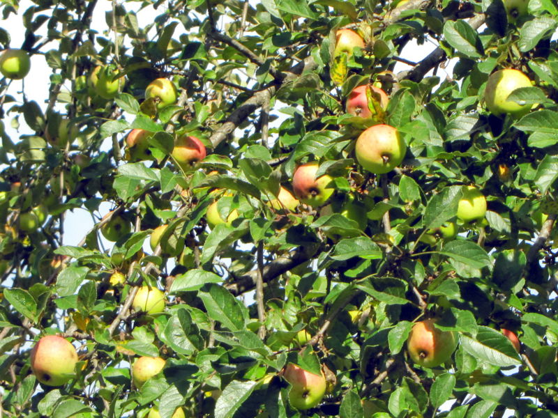 Datei:SG Äpfel-Baum.jpg