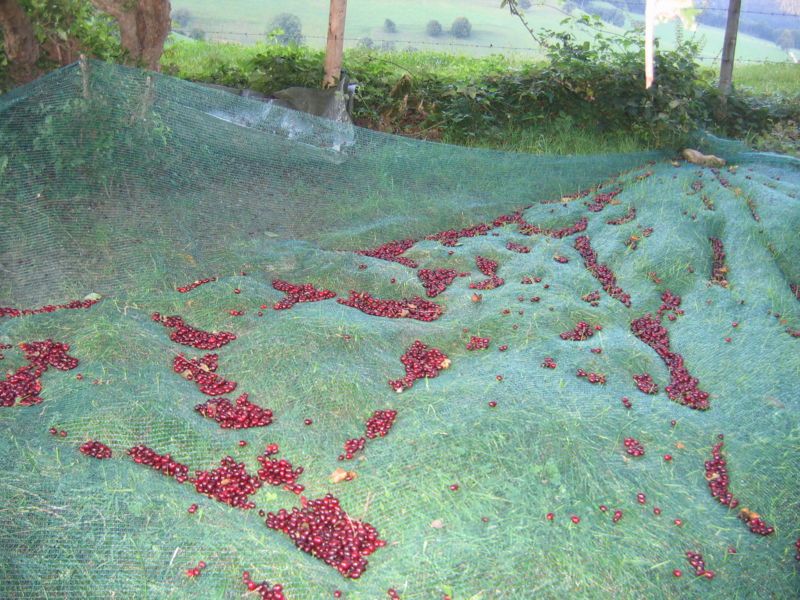 Datei:Dirndlernte 32.JPG