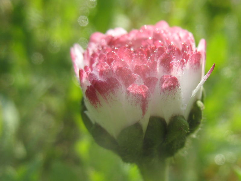 Datei:Gänseblümchen rot.jpg