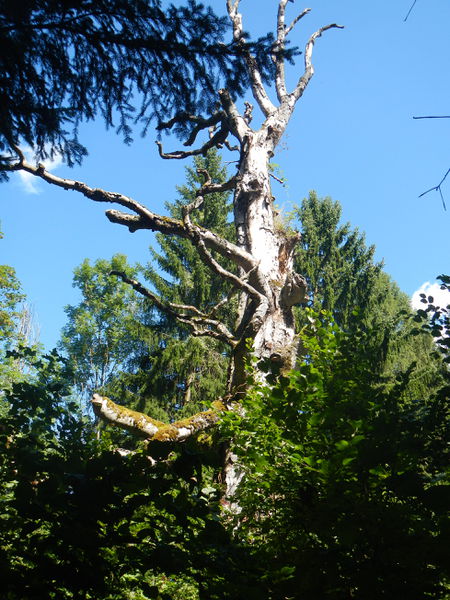 Datei:Naturdenkmalbuche 1.JPG