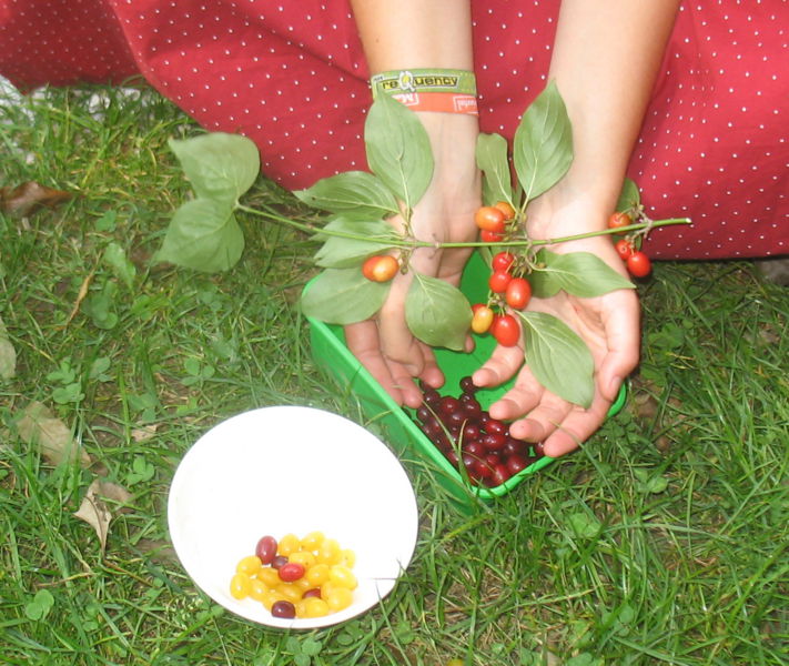 Datei:Gelbe rote Dirndl Hand.jpg