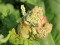 SG Rhababerberblüte 4.jpg