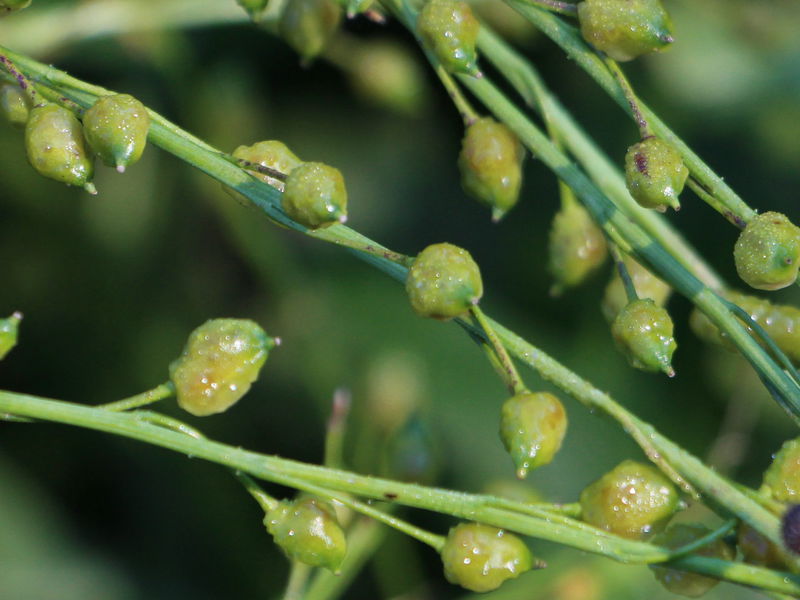 Datei:SG Zackenschötchen Schötchen.jpg