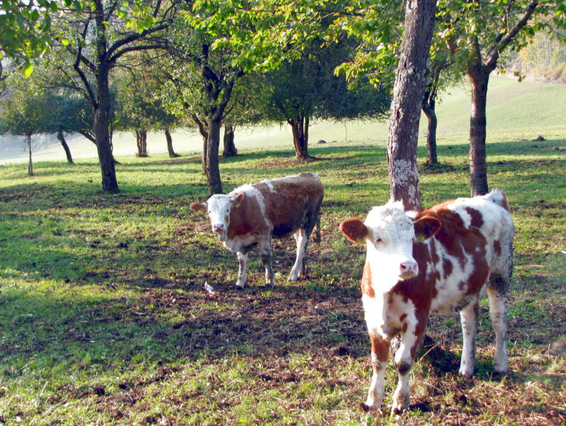 Datei:SG Streuobst mit Jungvieh.jpg