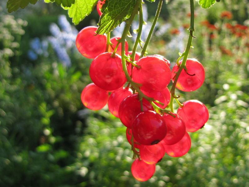 Datei:SG Ribisl rot.jpg