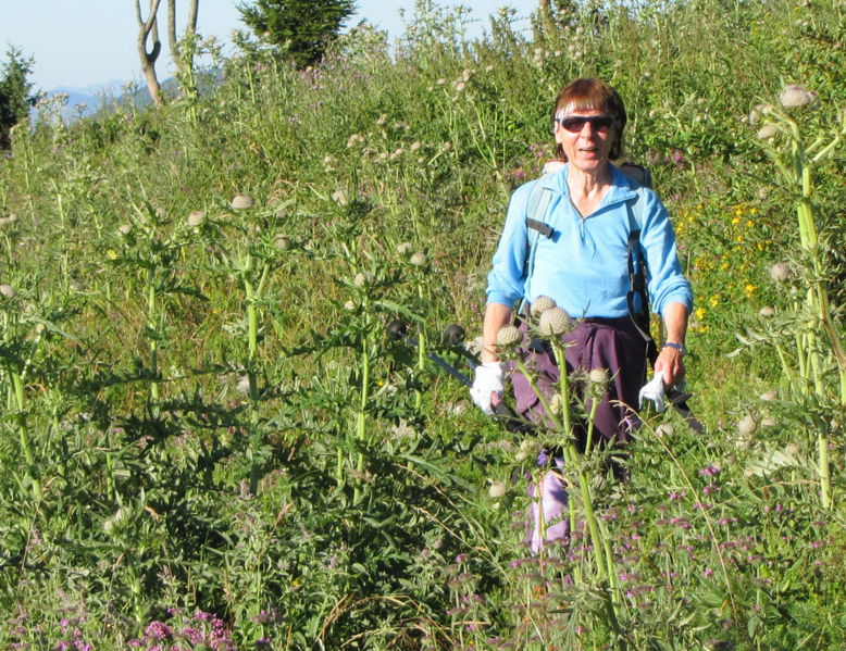 Datei:EST Distelfeld 2010.jpg